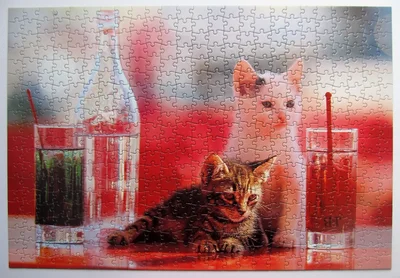 Cocktail Kittens