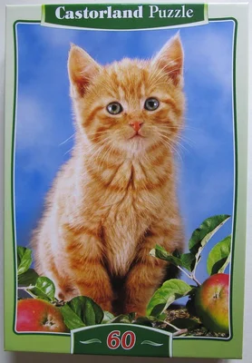 Kitten With Apples