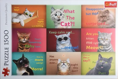 Funny Cats Faces
