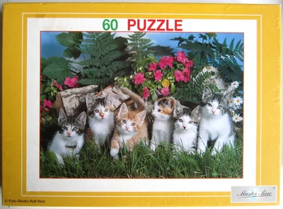6 Kittens