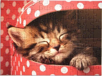 Endearing Cat