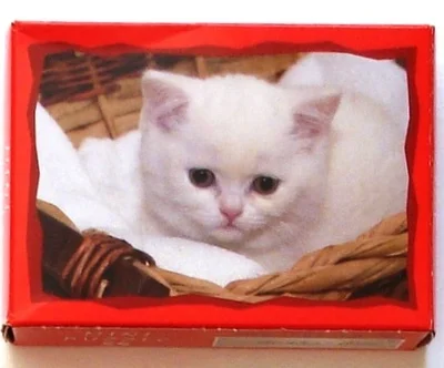 [White Kitten]