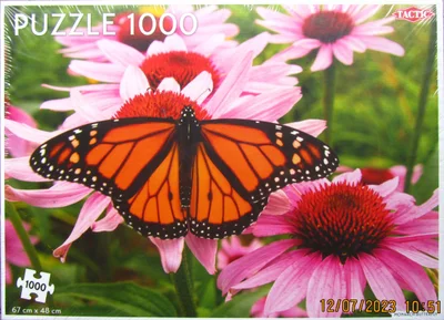 Monarch Butterfly