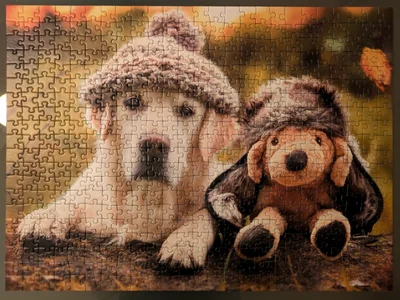 Winter Labrador