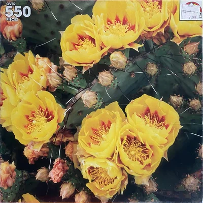 Prickly Pear Cactus