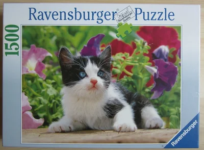 Neugieriges Kätzchen