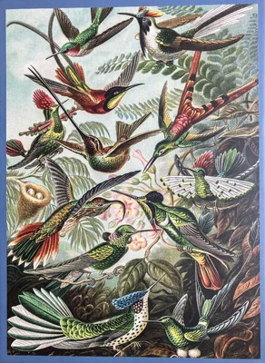 Hummingbirds