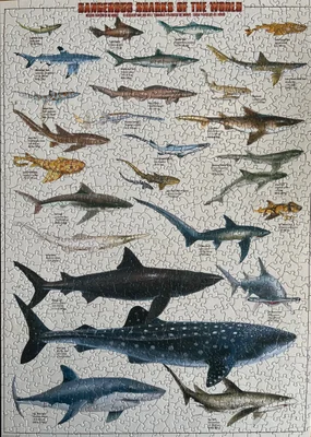 Dangerous Sharks of the World