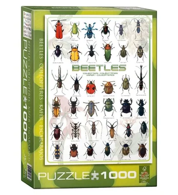 Beetles