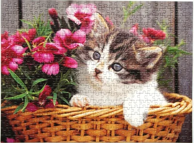 Mieze