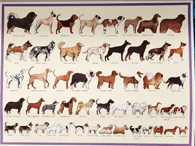 The Ultimate Dog Lover's Jigsaw