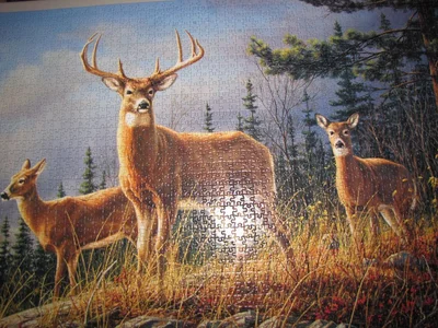 Autumn Whitetails