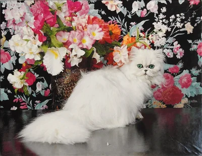 Pur-r-rsian Decor