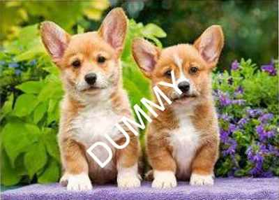 Welsh Corgi Puppies