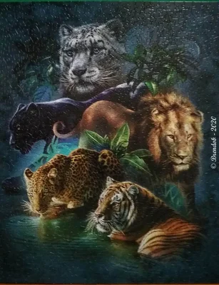 Big Cat Prowess