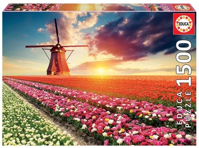 Tulips landscape