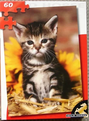 Kitten