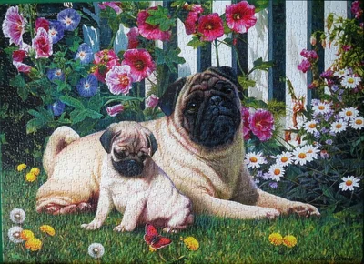 Pug Family