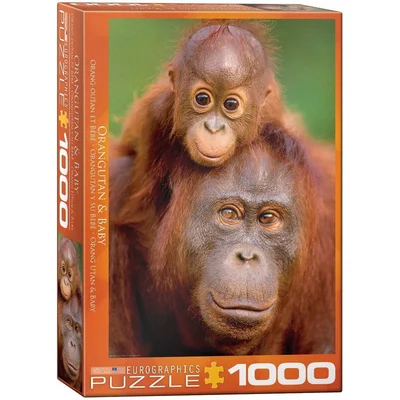 Orangutan & Baby