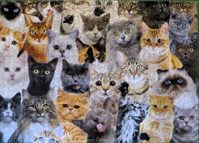 All The Cats