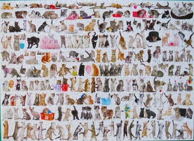 The World of Cats