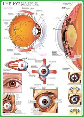 Human Body (The Eye)