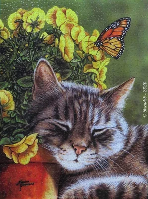 Afternoon Nap