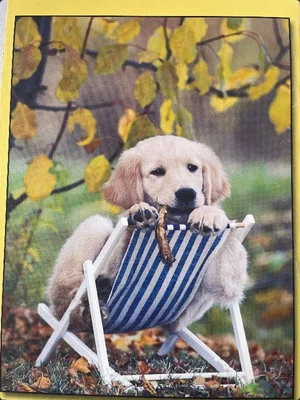 Chiot