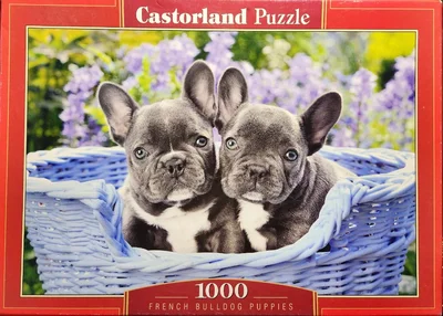 French Bulldog Puppies