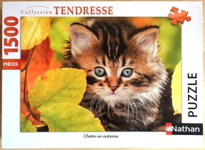 Chaton en automne