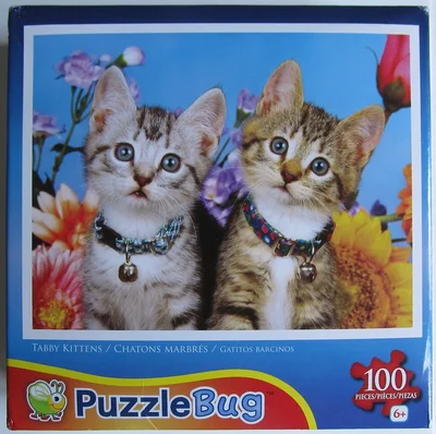 Tabby Kittens