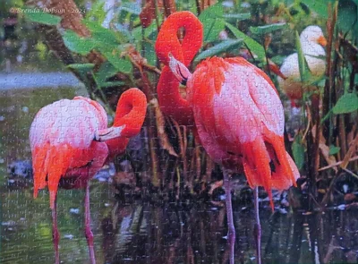 Flourishing Flamingos
