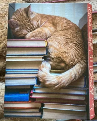 Cat Nap