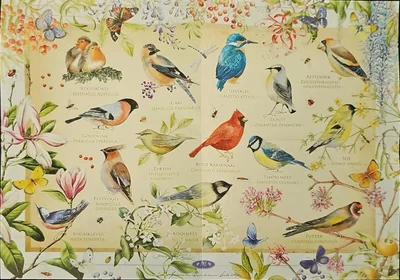 Birds & Flowers