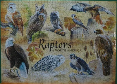 Common Raptors of North America