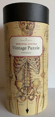 Skeletal System