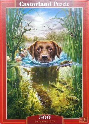 Swimming dog