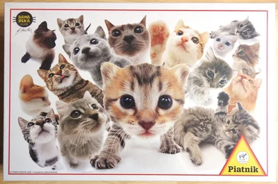 Cats