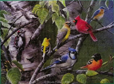 Song Bird Reunion