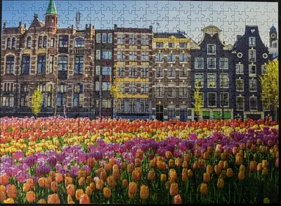 Tulips In Bloom
