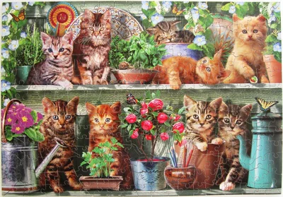 Kitchen Cats