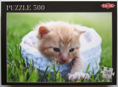 Kitten