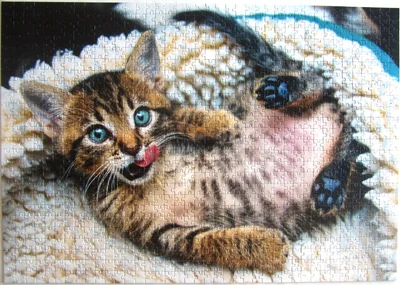 Cheerful Kitten