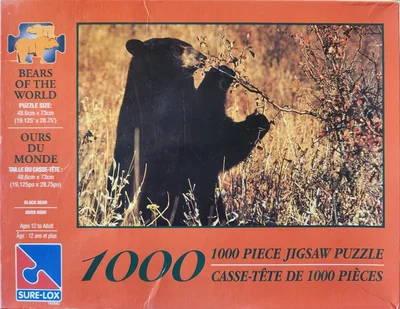 Black Bear