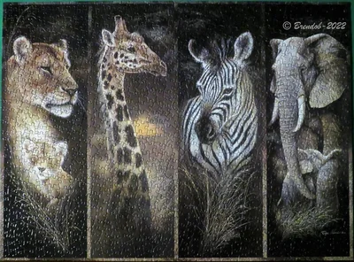 Pride of Africa