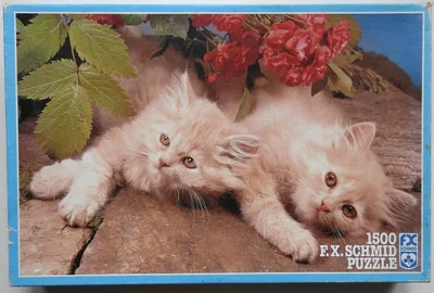 Persian Kittens