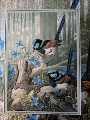Superb Fairywrens