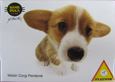 Welsh Corgi Pembrok