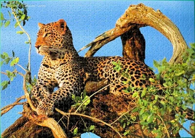 Jaguar