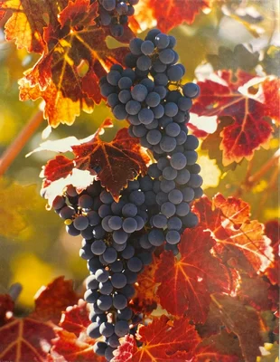 On the Vine